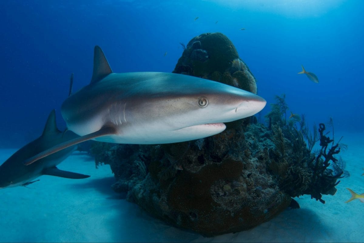 Travel Vlogger Gets Bitten By A Nurse Shark In Maldives: 5 Key Points To Keep In Mind