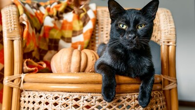 Black Cat Breeds: Top Stunning Types You Must Know Today