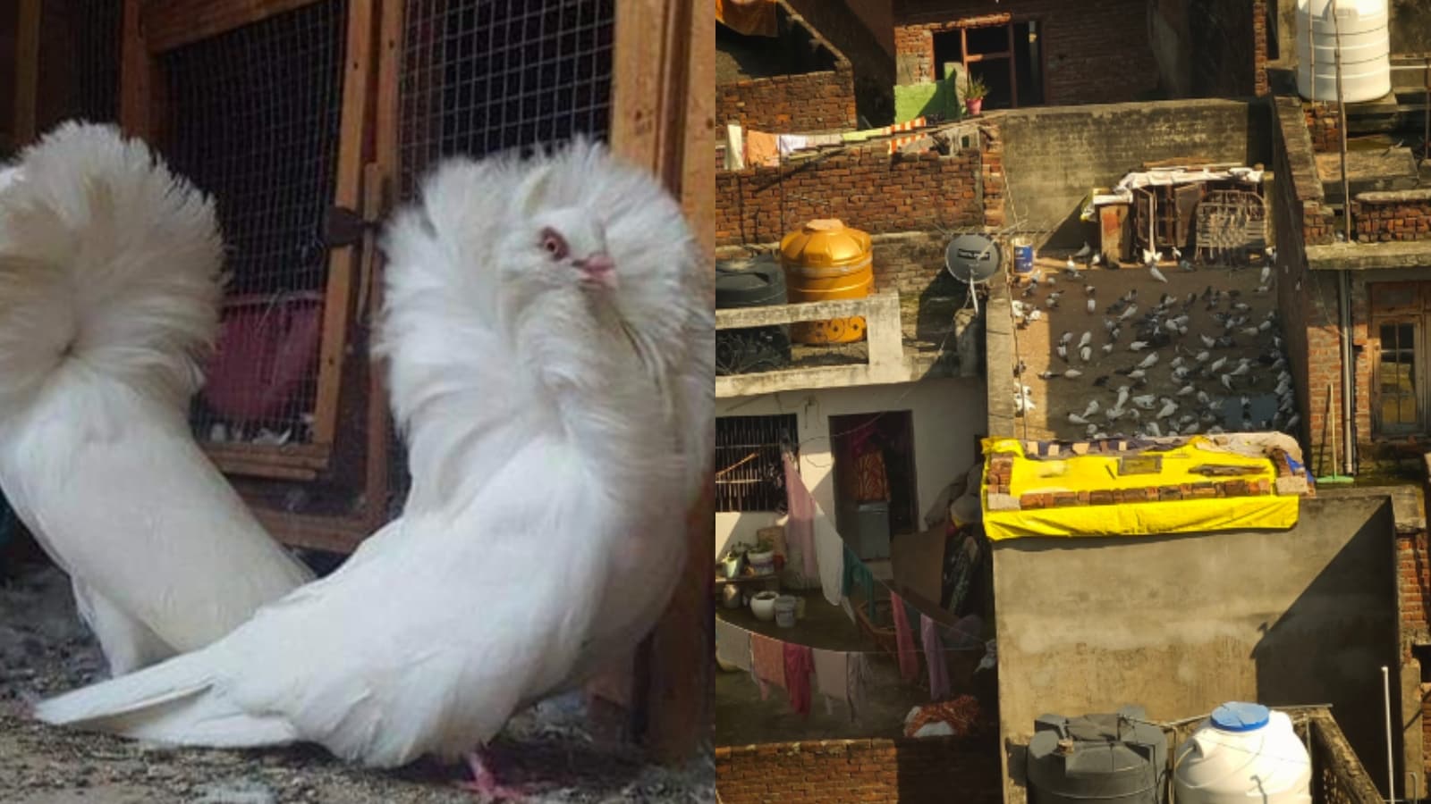 UP: 400 Pigeons Worth Rs 10 Lakh Stolen From 65-Year-Old