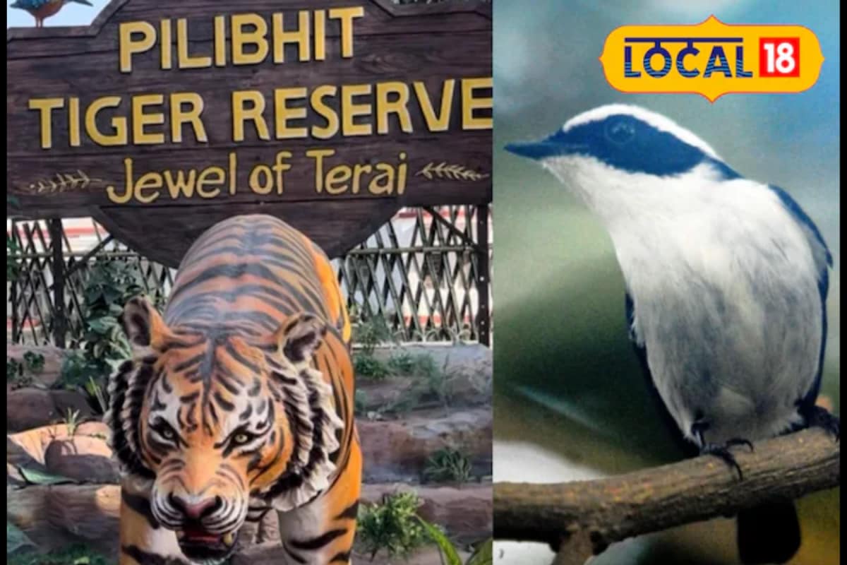 Rare Bird Spotted In Pilibhit Tiger Reserve For The First Time In UP