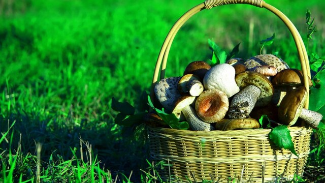 Globally, there are more than 27,000 species of fungi, with 850 documented in India. Wild mushrooms possess several uses, including biofuel production, textile manufacture, food packaging, and, most significantly, therapeutic use