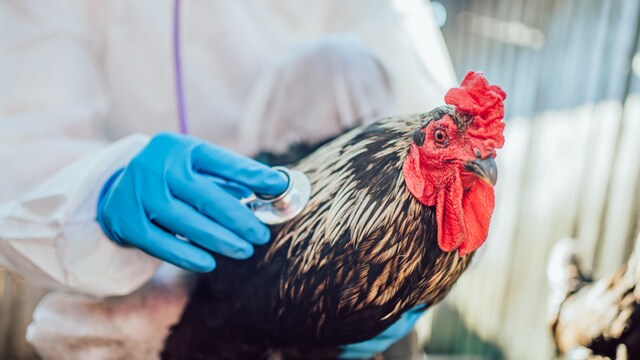 Bird Flu Scare: Mutton And Fish Prices Soar In Andhra Pradesh