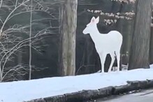 Glimpse Of A Rare Albino Deer Leaves Internet In Awe: 'Thought It Was A Snow Sculpture'