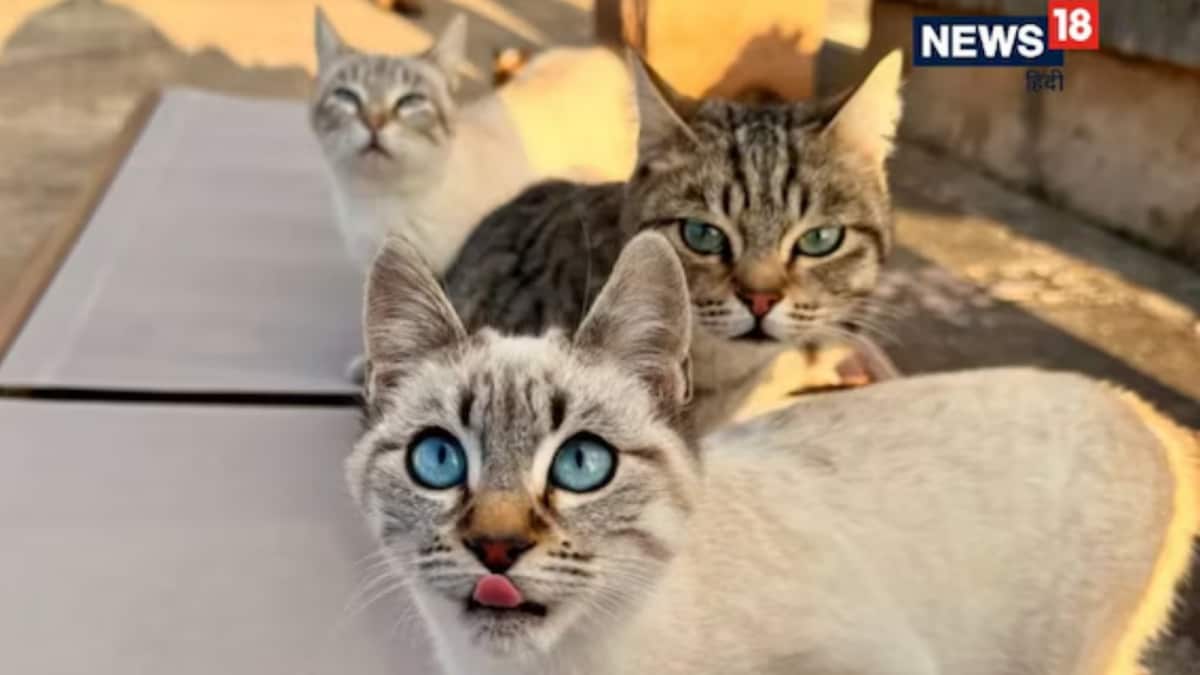 Lucknow Meows Back: Cats Now Need Rs 500 Licence To Stay Legal In City