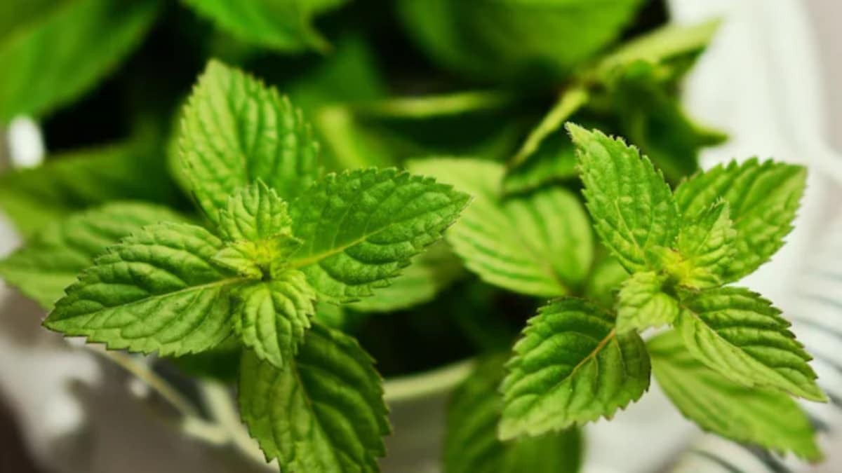 How To Grow Pudina At Home For Fresh Mint All Year Round