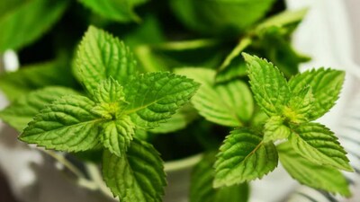 Mint thrives in 3-4 hours of mild sunlight daily.