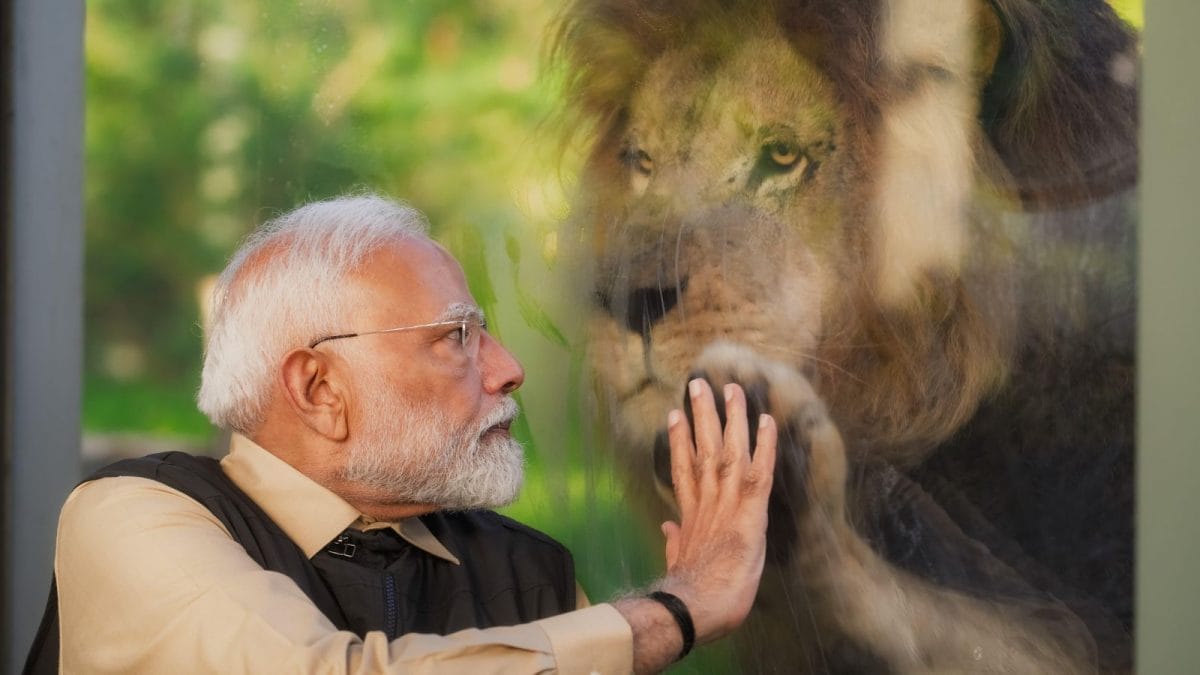 From Lions To Orangutans And Zebras, PM Modi's Day Out With Vantara's ...