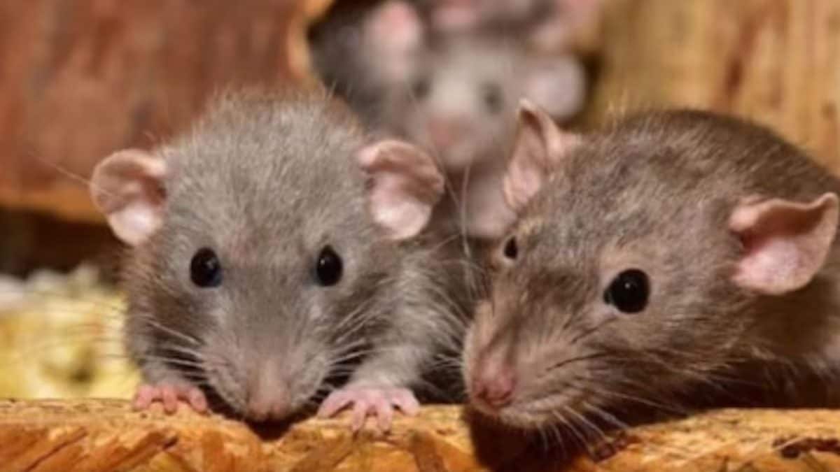 Rats Wreak Havoc, Eat Away Foundations Of Houses In Moradabad; Civic Operation Underway Rats Wreak Havoc, Eat Away Foundations Of Houses In Moradabad; Civic Operation Underway