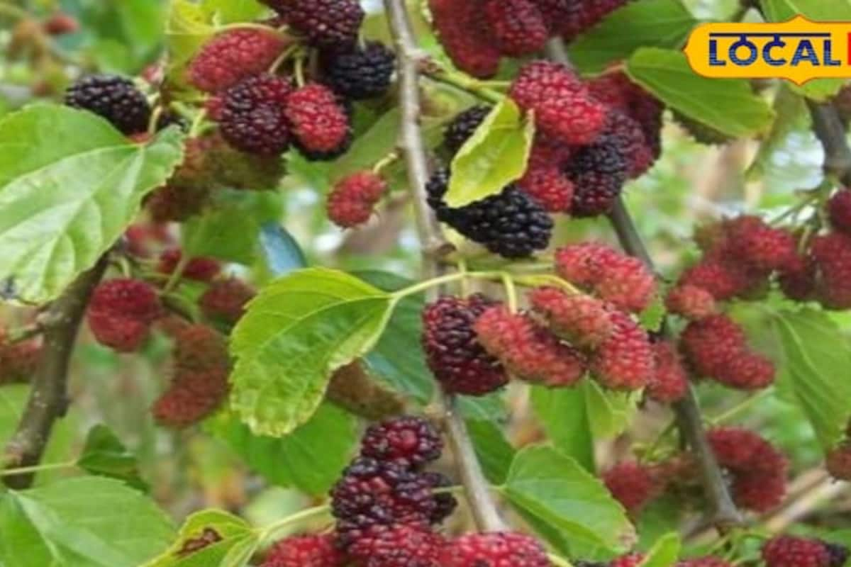 Diabetes Management To Curing Constipation: Benefits Of Consuming Mulberry