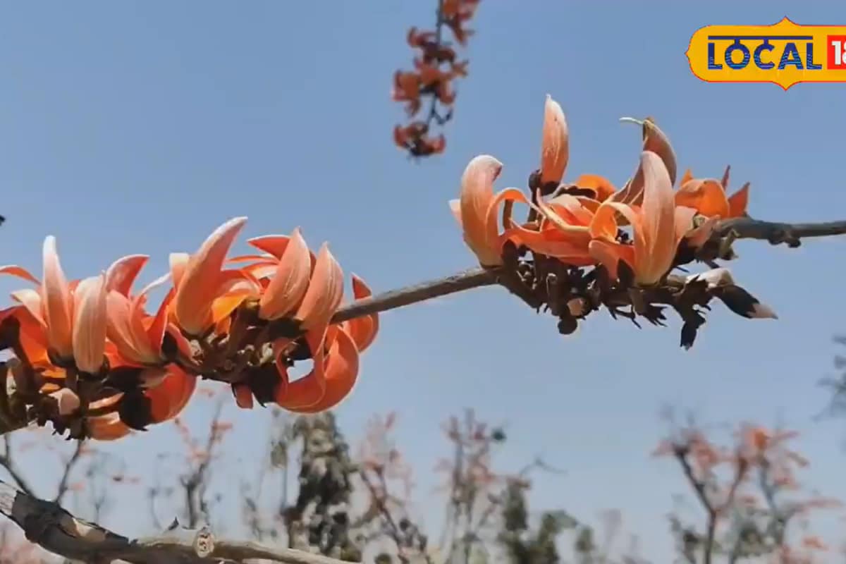 Palaash Flowers Are Blooming A Month Early In Jharkhand, But It's Not Something To Celebrate