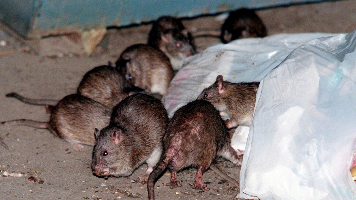 Hives From Rats What To Know About Hantavirus Pulmonary Syndrome That Killed US Actor ...