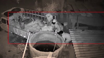 Gang Steals 100 Pigs Worth Over Rs 8 Lakh From 2 Sheds On The Outskirts ...