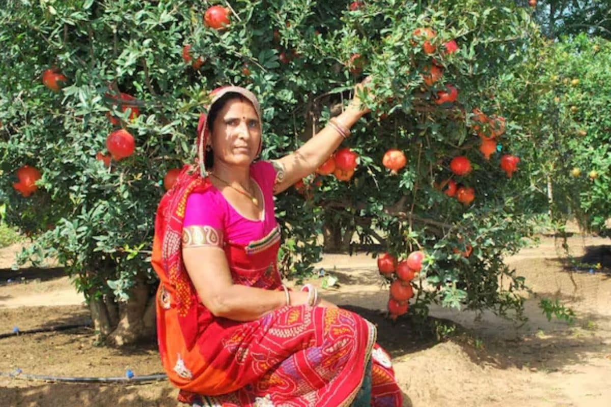 Rajasthan Farmer Grows Shimla Apples In Thar Desert's Scorching Heat, Earns In Lakhs