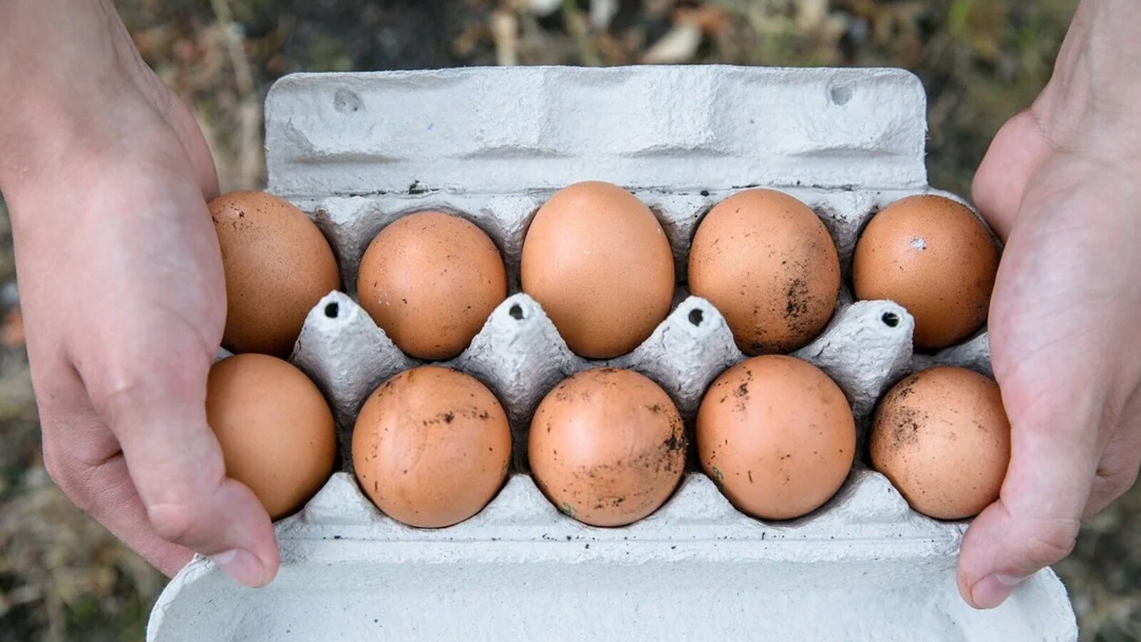 Eggs Eggs