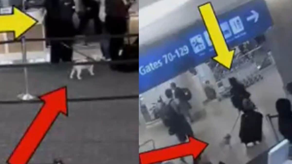 Woman Arrested For Allegedly Drowning Dog In Airport Restroom | Viral ...
