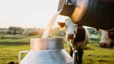 Rabies does not naturally enter the mammary glands, where milk is produced.