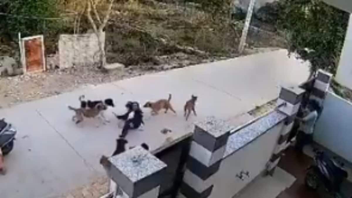 Girl Attacked By Pack Of Stray Dogs During Evening Stroll In Rajasthan ...