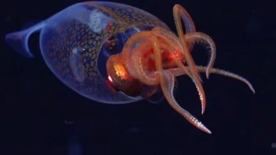 Watch: Rare Footage Captures Colossal Squid In South Atlantic For The ...