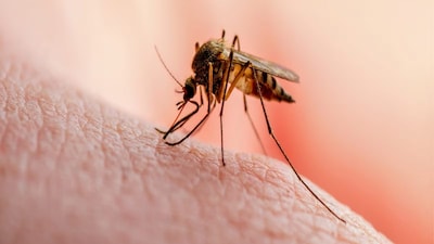 Monsoon Illness Guide: How to identify dengue, malaria, and viral fever