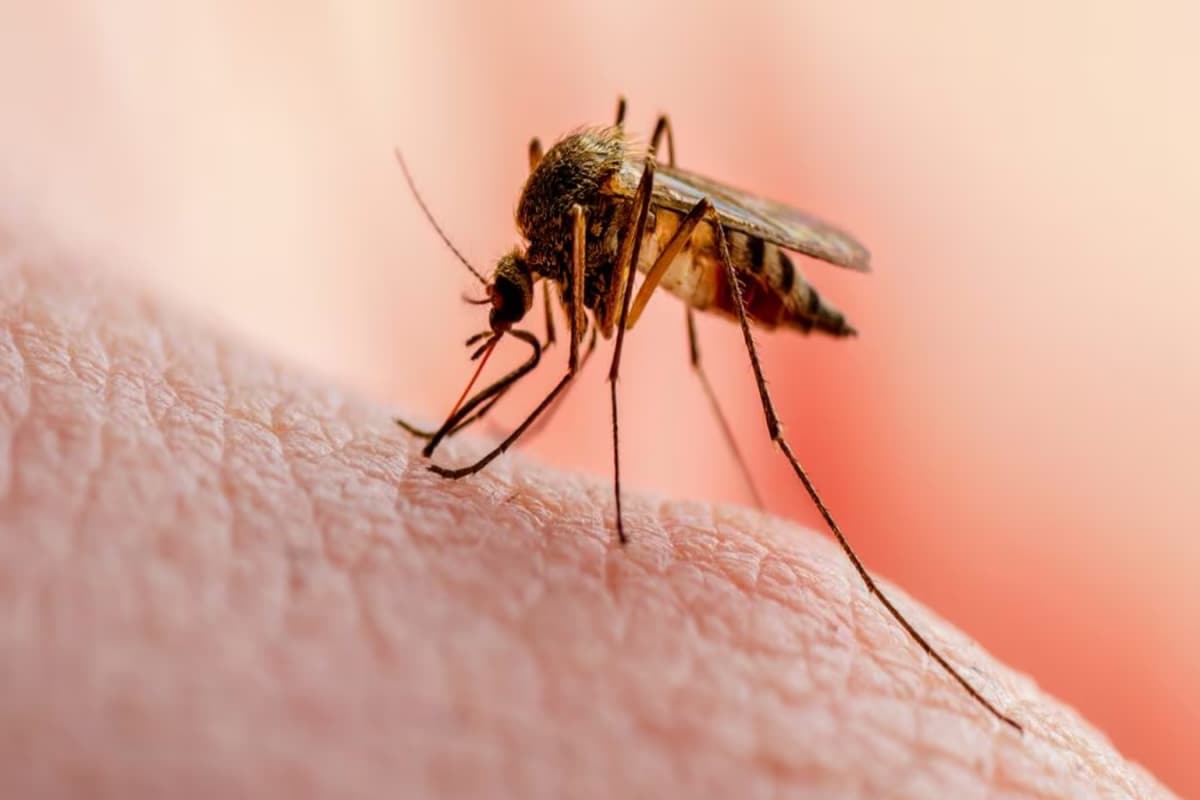 Dengue, Malaria, Or Viral Fever? Key Differences And Prevention Tips