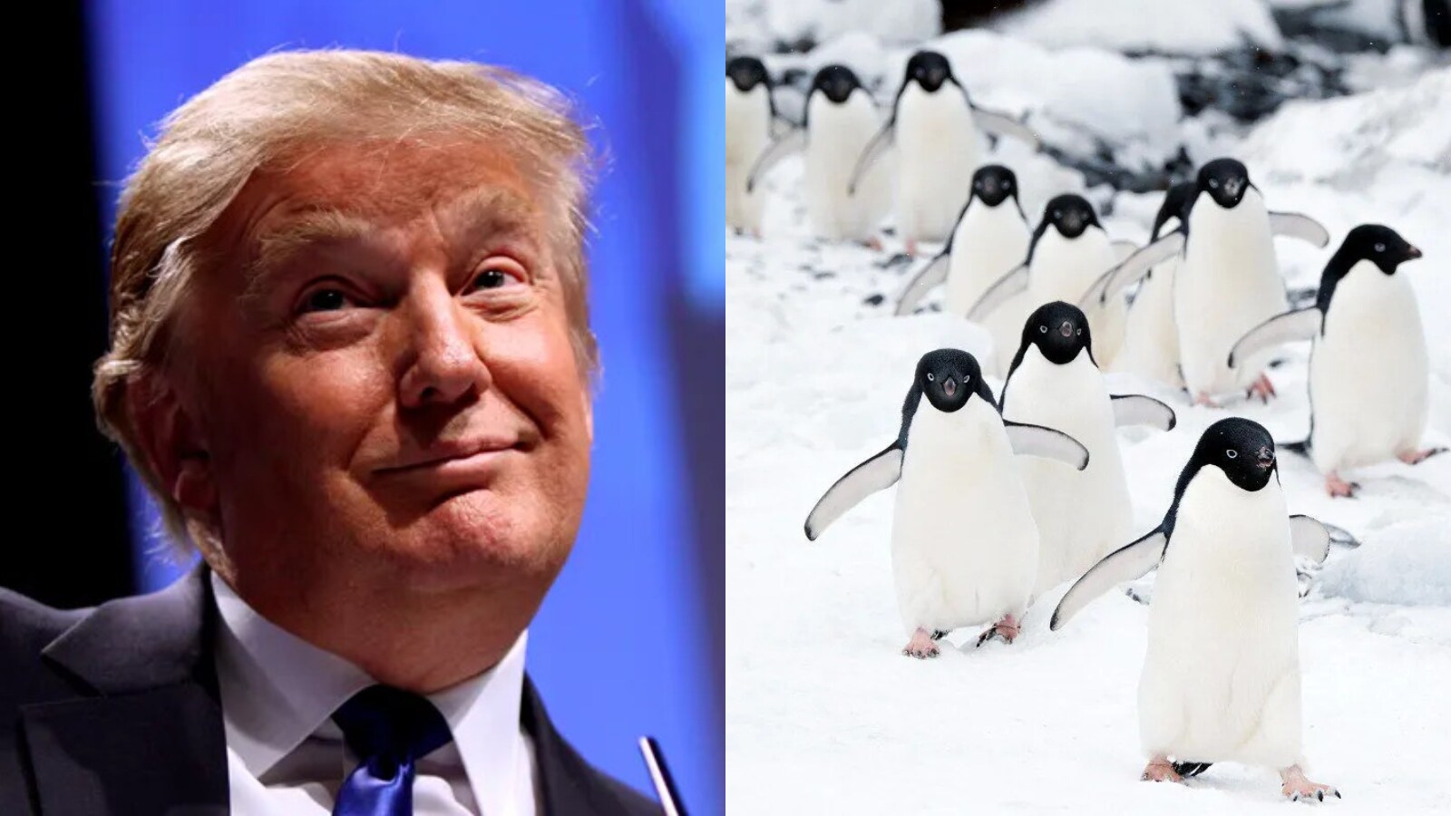 Internet Flooded With Penguin Memes As Trump Slaps Tariffs On Uninhabited  Antarctic Islands | Viral News - News18