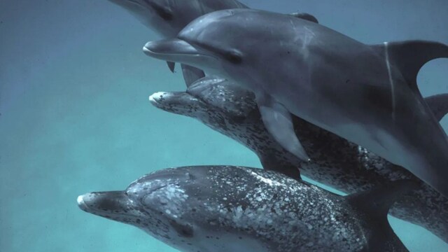Google AI using Dolphin data to study its language and nature