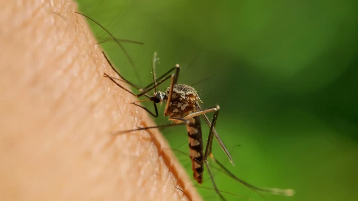 How To Prevent Mosquitoes At Home: Easy Tips For A Safer Space This Monsoon