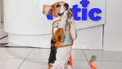 Fresh, clean water is necessary for all functions in a dog's body, ranging from digestion and circulation to temperature control. (Representative Image)
