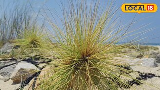 This plant known as Ravana’s Moustache works as a bodyguard for the sand dunes. (Local18)