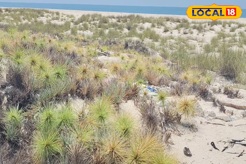 In areas like Dhanushkodi, where strong winds blow and sandstorms are common, Ravan's Moustache (Spinifex littoreus) acts as a natural shield, preventing soil erosion and protecting the delicate sand dunes. (Local18) In areas like Dhanushkodi, where strong winds blow and sandstorms are common, Ravan's Moustache (Spinifex littoreus) acts as a natural shield, preventing soil erosion and protecting the delicate sand dunes. (Local18)
