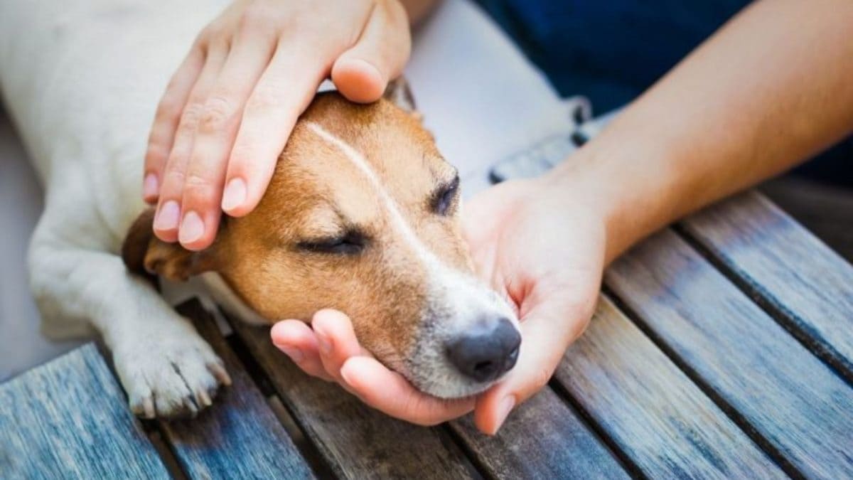 Dogged Deception: Thief Befriends Family Pet To Pull Off Shocking Robbery In Khandwa