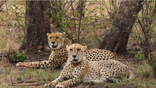 The cheetahs met a tragic end in India in 1947 when Maharaja Ramanuj Pratap Singh Deo of Koriya, in Chhattisgarh, hunted and shot the last three known Asiatic cheetahs in the country. (Representative Photo)