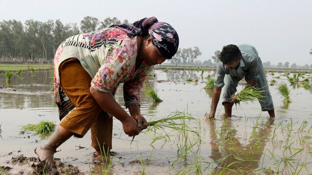 El Cambio Climático Aumenta El Riesgo De Cáncer De Arroz, Dice El Informe - News18