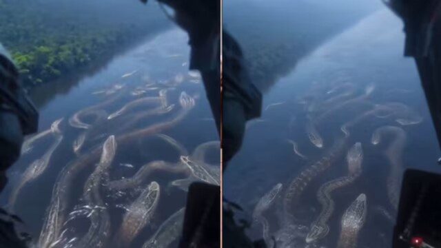 From the aerial view, it seems similar  a 'picnic spot' for these serpents, arsenic  they glide done  the water, weaving from 1  broadside  to the other. (News18 Hindi)