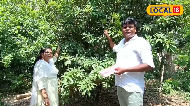 Anil Yadav’s orchard is afloat   organic, utilizing cattle  dung and earthy  pest power  implicit    chemicals. (Local18)