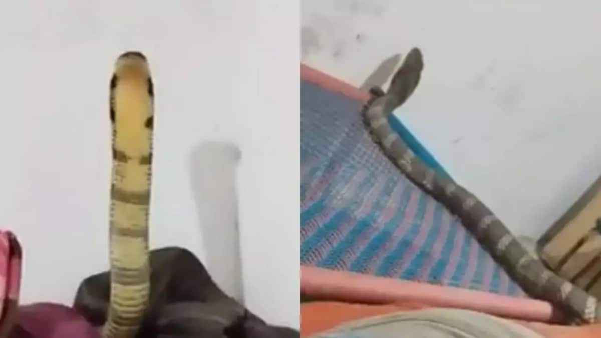 On Camera, Man's Displays Stunning Calmness As King Cobra Slithers Across Bed
