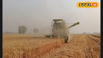 Weevils infest stored grain and reduce its quality by feeding on it. (Local18)