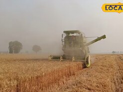 Weevils infest stored grain and reduce its quality by feeding on it. (Local18) Weevils infest stored grain and reduce its quality by feeding on it. (Local18)