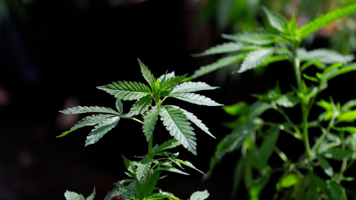 Turkey Destroys 30,000 Marijuana Plants Secretly Grown In UNESCO Heritage Site: Report – News18