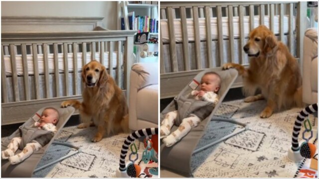 Dog rocks kid  connected  a babe  bouncer (Video screengrabs/Instagram)