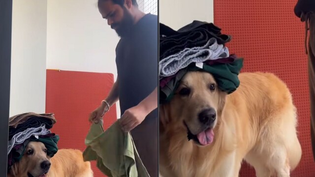 The canine  conscionable  softly  stands determination   similar  the astir   obedient laundry basal   ever.