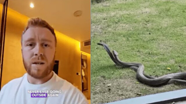 There were not one, but 4  snakes extracurricular  the room.