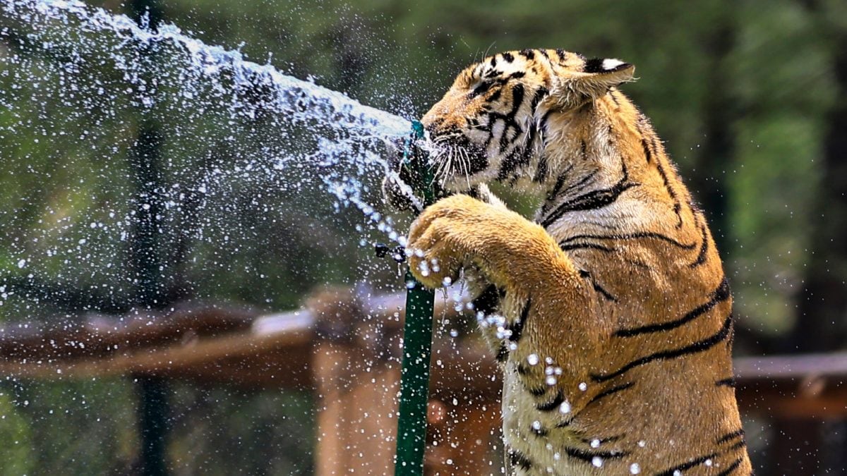 Ice Cream, 'Sattu': Animals At Rajasthan's Biological Park Get Special Treats To Beat The Heat