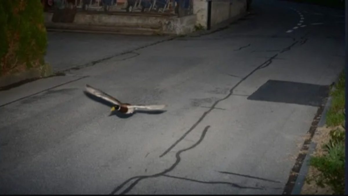 Swiss Speed Camera Captures Duck Flying At 52 Km/hr
