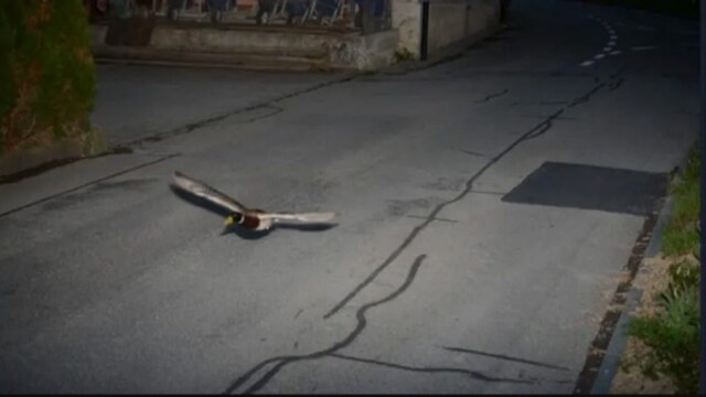 Swiss Speed Camera Captures Duck Flying At 52 Km/hr (Photo: X/ @DickKingSmith)