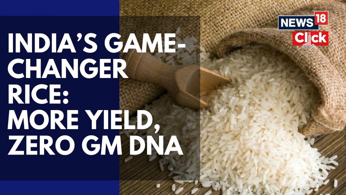 India releases genome-edited rice varieties to boost yields by up to 30 ...