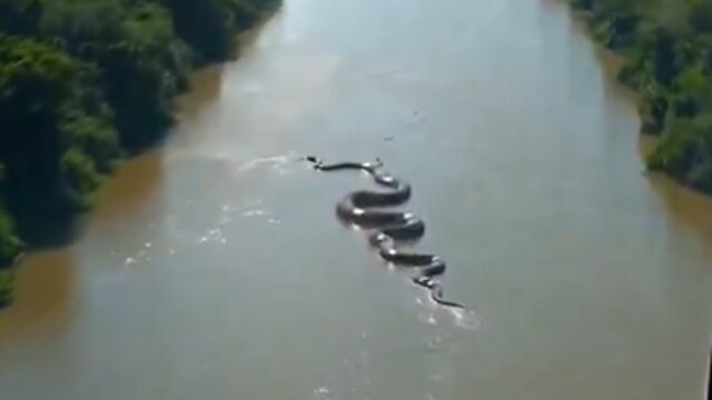Anacondas generally prefer to live in slow-moving streams. (Photo Credit: X)