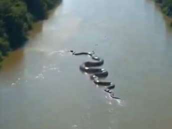 Anacondas generally prefer to live in slow-moving streams. (Photo Credit: X) AI Or Real? Video Shows Giant Anaconda Slithering Through Stream In Amazon