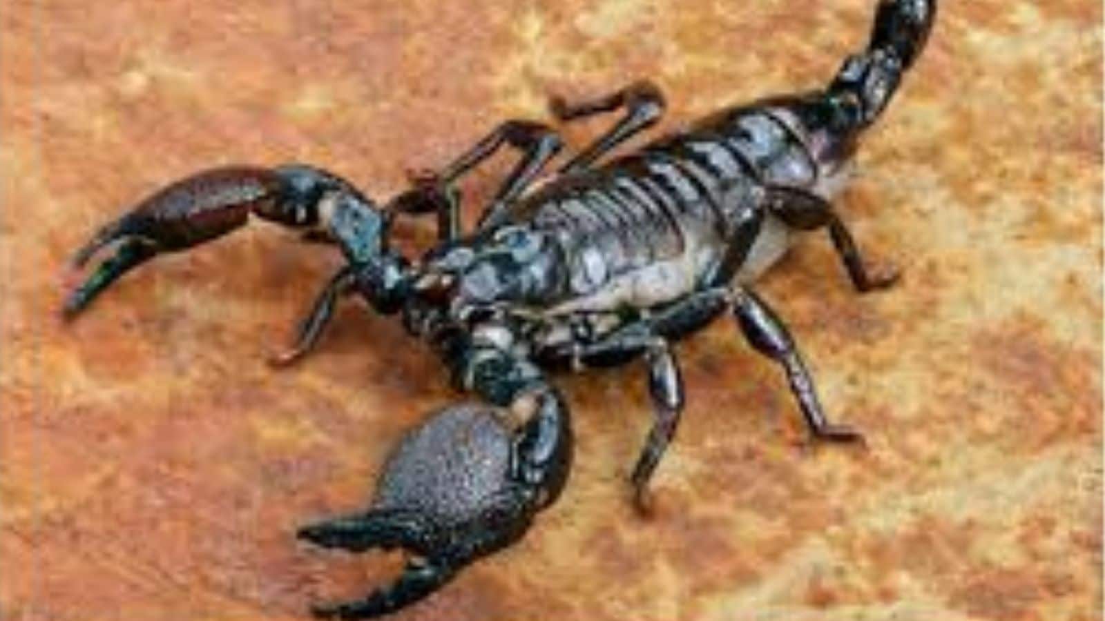 Harvesting scorpion venom is dangerous and requires expertise. Harvesting scorpion venom is dangerous and requires expertise.