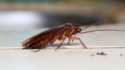 Blasting cockroaches - with blowtorches or homemade flamethrowers - has emerged as a novel way of getting rid of house pests, made popular by videos on social media, BBC reported. (Representative Image)